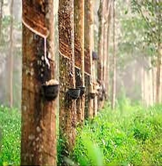 Ngành công nghiệp săm lốp Ấn Độ và dự án trồng 200.000 ha cao su phía Đông Bắc